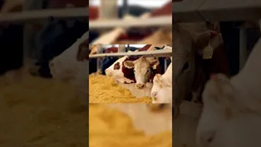 هل من الأفضل للماشية شرب الماء الدافئ أو الماء البارد في الشتاء ؟