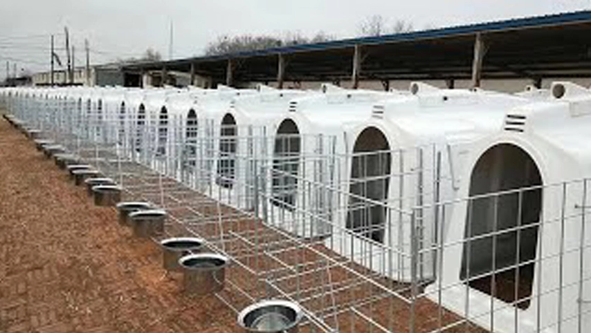 قفص العجل Terrui في اليابان منزل الماشية القلم العجل مصنوعة من الغذاء الصف