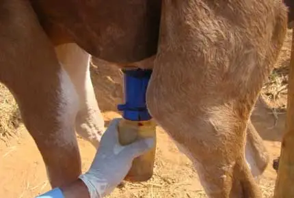 كوب غمس للثدي ، كوب غمس غير قابل للعودة ، كوب غمس رغوي