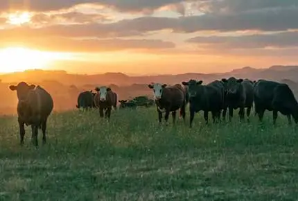 مورد معدات مزرعة الألبان العديد من سلالات الأبقار الحلوب عالية الجودة Terrui