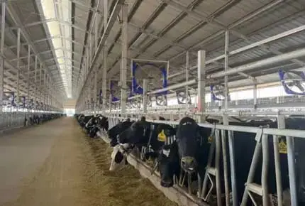 مخاطر وحلول غاز الأمونيا في الأبقار: التربية الذكية لتحسين جودة وكفاءة إدارة الثروة الحيوانية