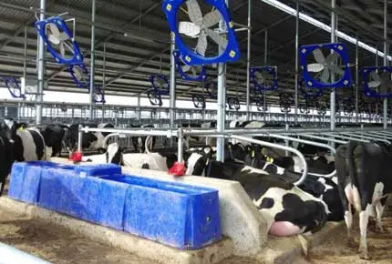 هل من الأفضل للماشية شرب الماء الدافئ أو الماء البارد في الشتاء ؟