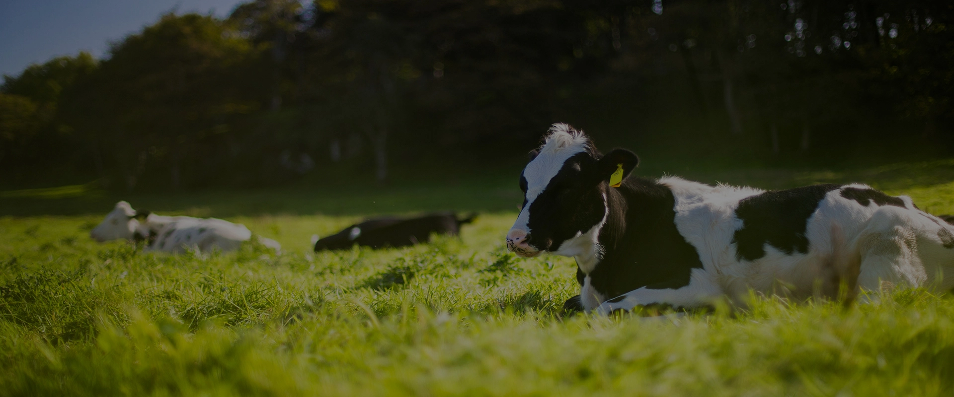 مروحة تهوية وتبريد الدواجن FAQs