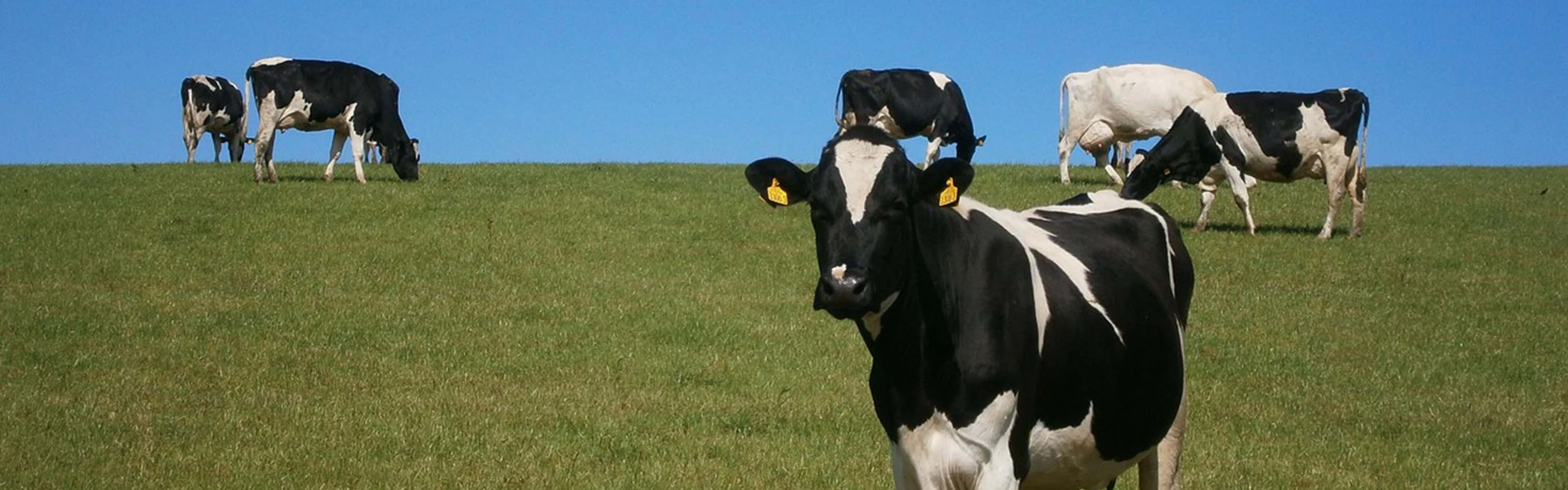 لماذا تختار Terrui كشركة مصنعة لمروحة الدواجن ؟