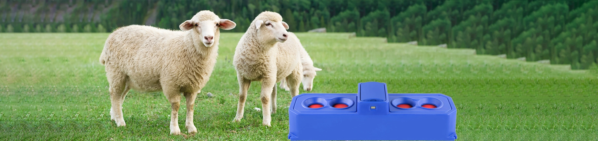 شارب الأغنام والماعز