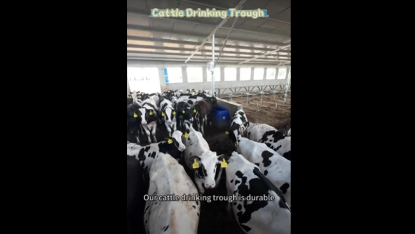 حوض شرب الماشية