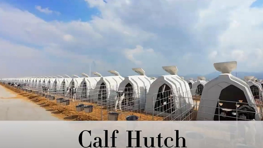 قفص عجل تيروي