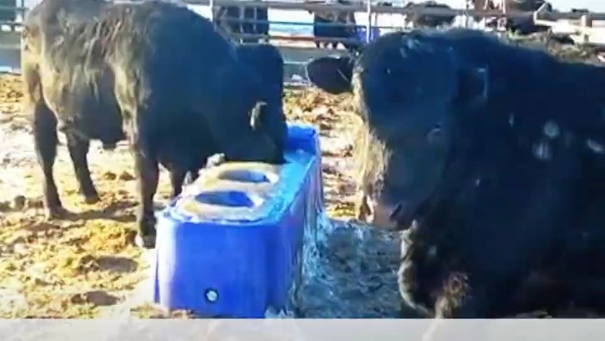 حوض مياه من التيرروي للماشية