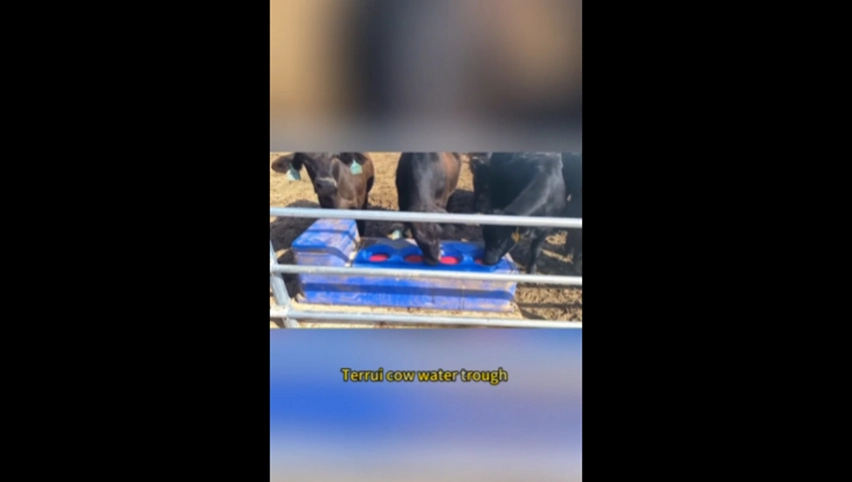 حوض مياه للماشية