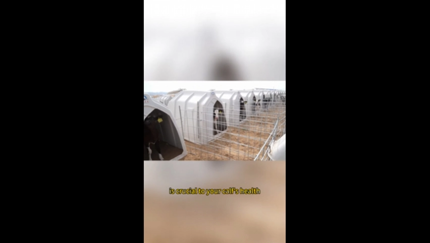 قفص عجل تيروي