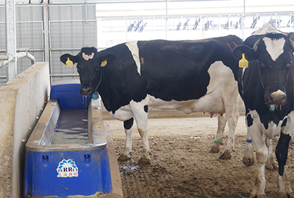 كيفية إطعام الماشية بشكل صحيح في الصيف: نصائح أساسية لمزارعي الماشية