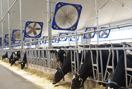 المبادئ الرئيسية التسعة لاختيار مروحة تهوية مزرعة الألبان