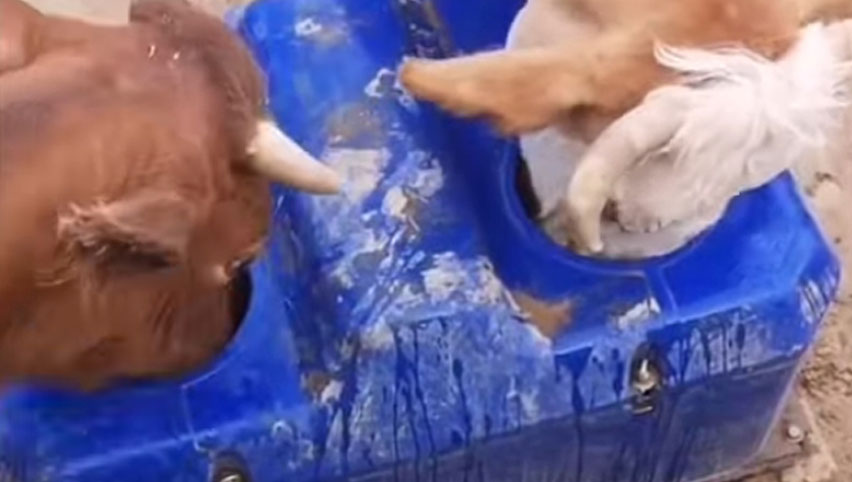 أحواض مياه تيروي للماشية