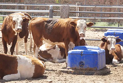 الدليل النهائي لاختيار حوض المياه المثالي لمزرعتك