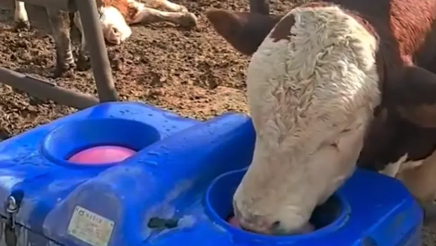 حوض الماشية