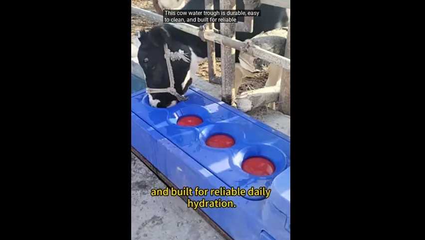 مشرب أبقار أوتوماتيكي