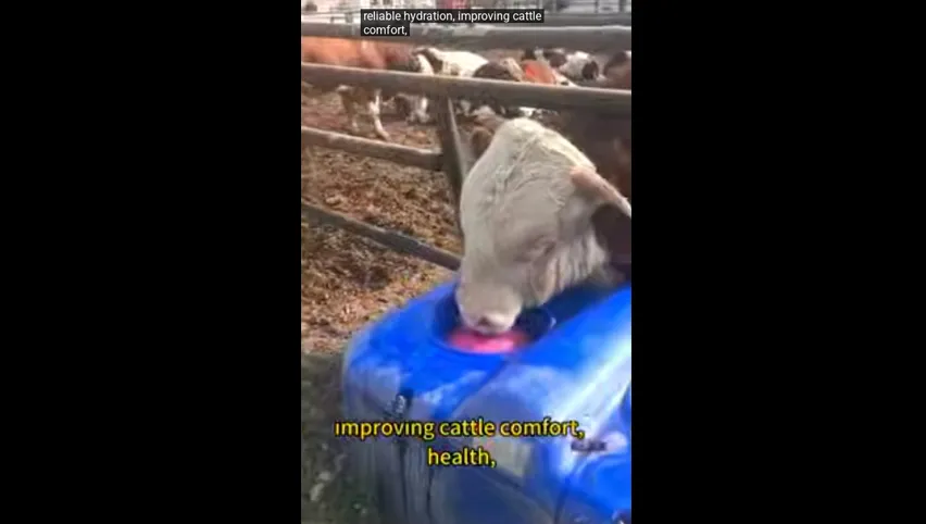 مشرب أوتوماتيكي للأبقار