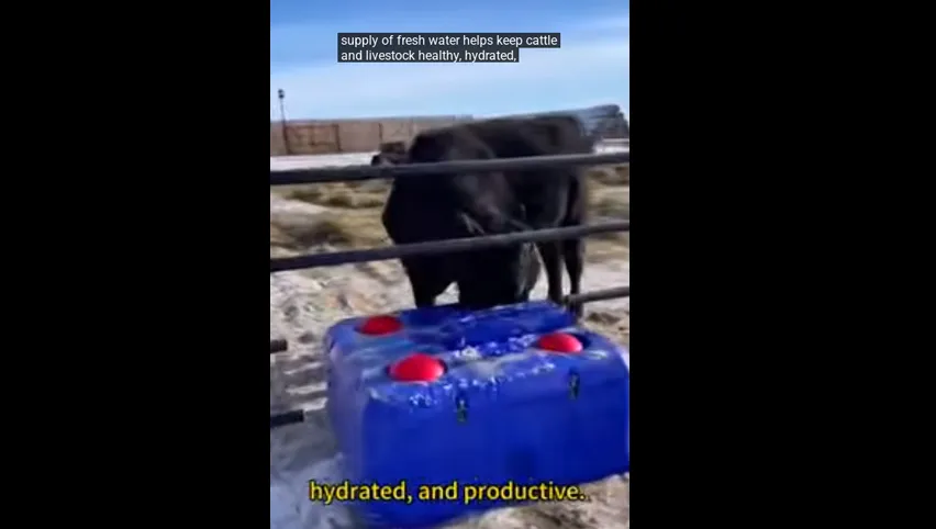 دلو تغذية حليب العجول