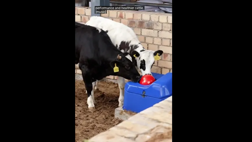 وعاء شرب للماشية