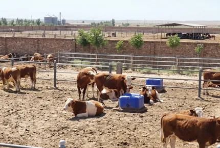 تحييد الأغشية الحيوية: الفيزياء الميكانيكية لأحواض المياه الهجينة من الفولاذ المقاوم للصدأ والبولي إيثيلين تيروي