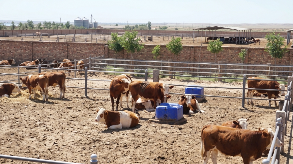 حوض مياه تيروي من الفولاذ المقاوم للصدأ 304 المخصص للطعام مع غلاف PE معزول لتحسين نظافة قطيع الألبان.