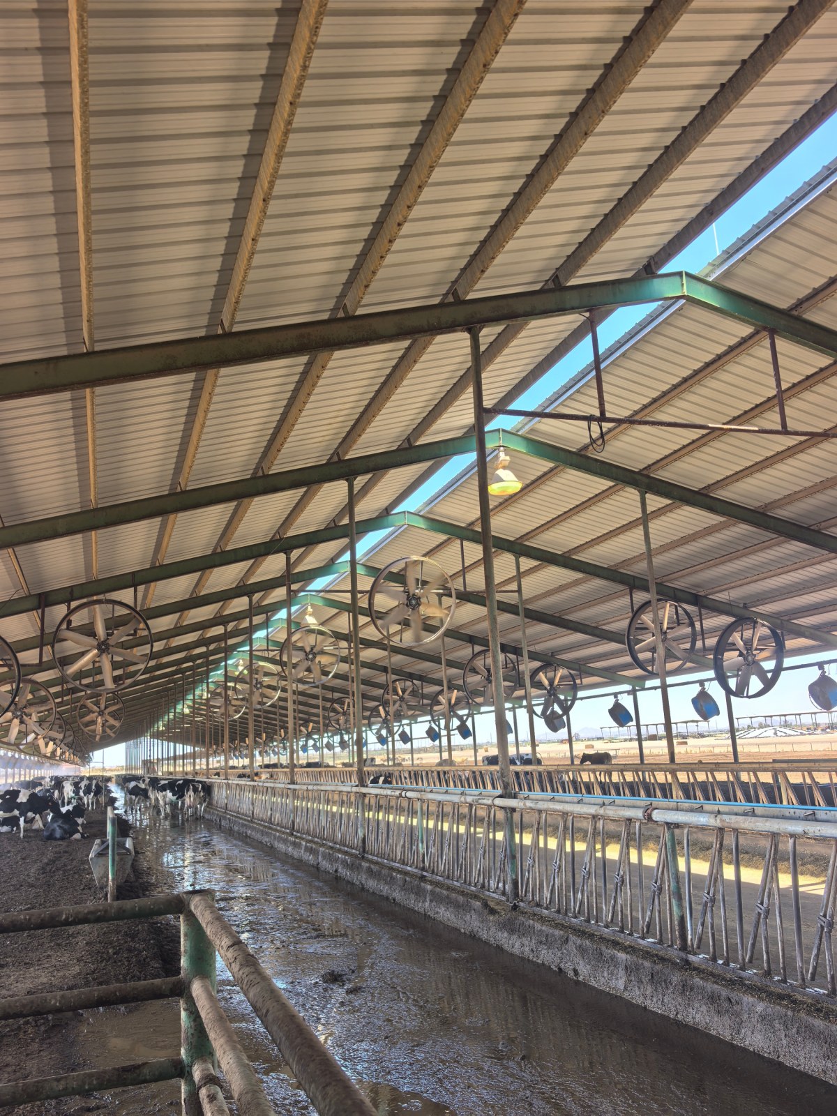 Terrui 72-inch circulation fan with 254 motor for quiet cow resting and rumination environment management.