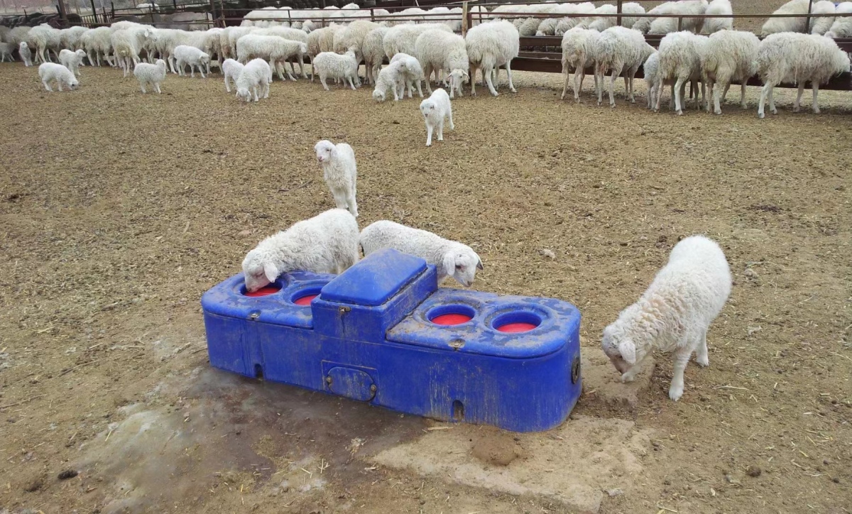 Terrui temperature-controlled blue livestock auto waterer featuring chemical-resistant fluororubber seals to withstand high-salinity groundwater degradation.